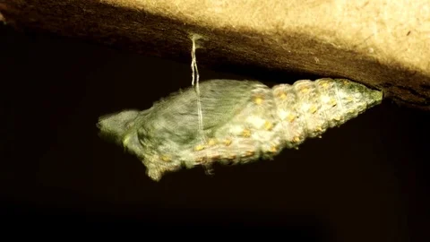 Swallowtail butterfly chrysalis forms to shape (120x timelapse HD) Stock Footage 76750849