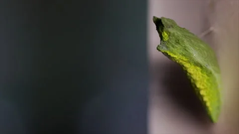 Swallowtail butterfly chrysalis waiting to hatch into butterfly. Stock Footage 246023452