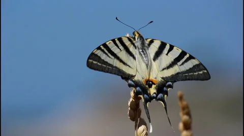 Swallowtail butterfly, close up Stock Footage 32417844