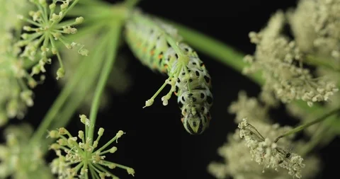 Swallowtail butterfly devours a branch in close-up 스톡 동영상 112023835