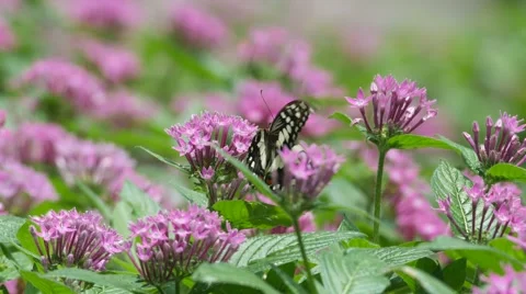 Swallowtail butterfly drinking nectar from flower Stock Footage 64734848