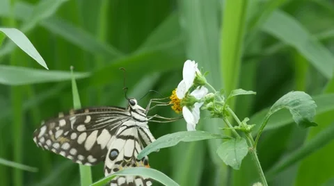 Swallowtail butterfly drinking nectar from flower Stock Footage 64995166
