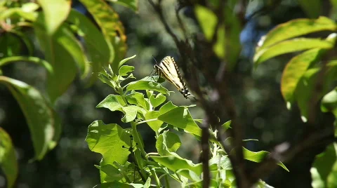 Swallowtail butterfly falls off leaf Stock Footage 767889