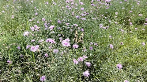 Swallowtail butterfly flies from flower to flower. Stock Footage 93525853
