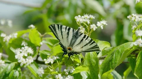 Swallowtail butterfly on a flowering fruit tree. Stock Footage 153957777