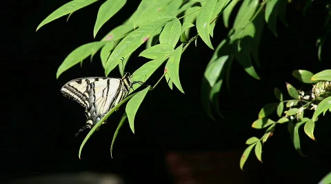 Swallowtail butterfly Stock Footage 785625
