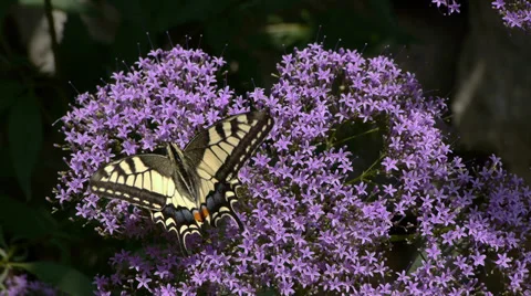 Swallowtail butterfly Stock Footage 39803677
