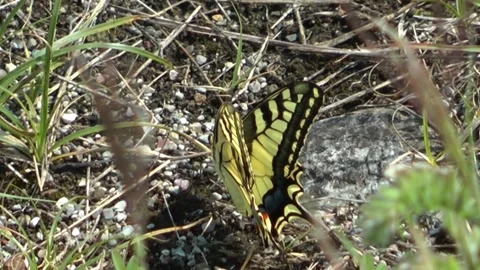 Swallowtail butterfly. Stock Footage 153277329