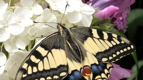 Swallowtail Butterfly on Hydrangeas. Stock Footage 307263504
