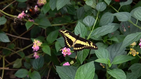 Swallowtail Butterfly  on leaf Stock Footage 89060520