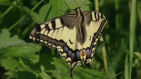 Swallowtail butterfly on a leaf in the sunshine Stock Footage 278536444