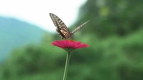 Swallowtail Butterfly - Nectar on Pink Flower Видео 342343396