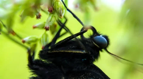 Swallowtail Butterfly Ordinary Видео 49706780