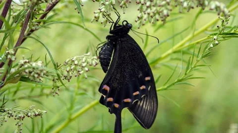 Swallowtail Butterfly Ordinary Видео 49707337