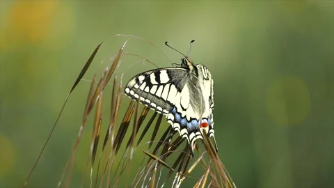 Swallowtail butterfly (Papilio machaon) Stock Footage