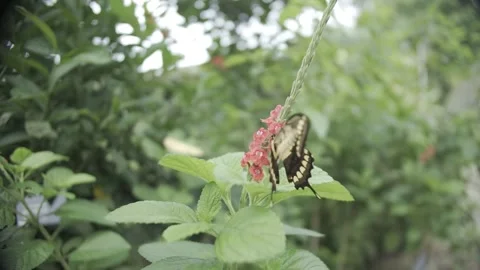 Swallowtail butterfly Papilio thoas drinking nectar Stock Footage 250511702