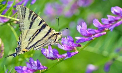 Swallowtail butterfly Stock Photos