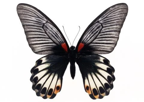 Swallowtail Butterfly Stock Photos