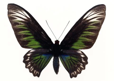 Swallowtail Butterfly Stock Photos