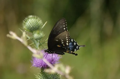 SWALLOWTAIL BUTTERFLY Stock Photos