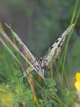 Swallowtail butterfly Stock Photos