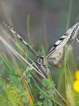 Swallowtail butterfly Stock Photos