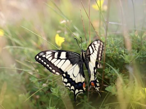 Swallowtail butterfly Stock Photos