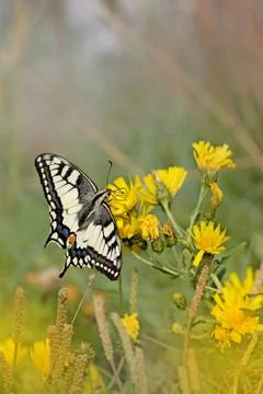 Swallowtail butterfly Stock Photos
