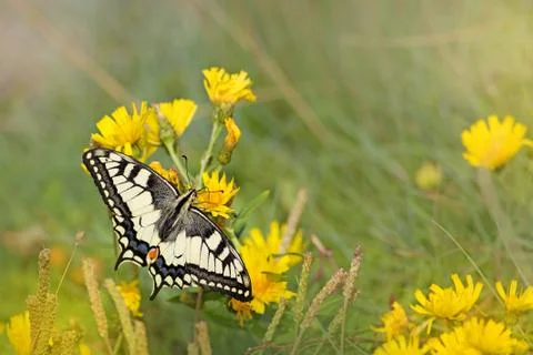 Swallowtail butterfly Stock Photos