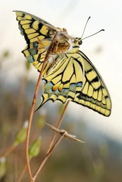 Swallowtail butterfly Stock Photos