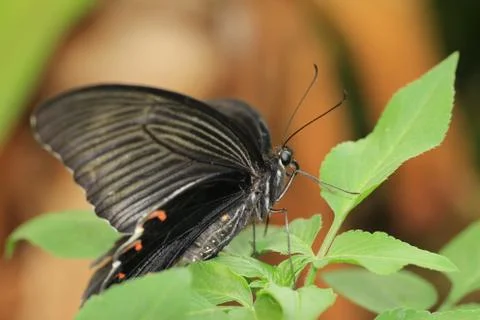 Swallowtail butterfly Stock Photos