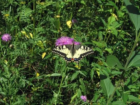 Swallowtail butterfly Stock Photos