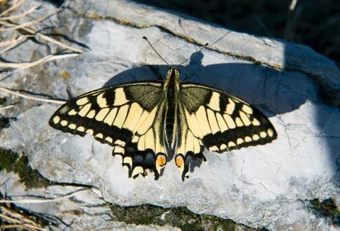 Swallowtail butterfly Stock Photos