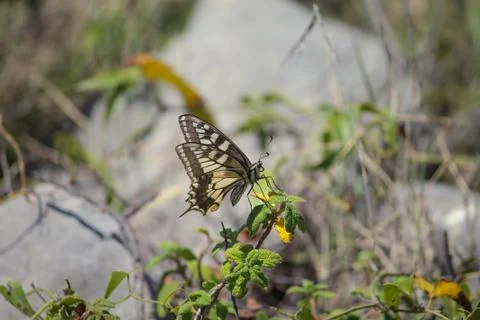 Swallowtail butterfly Stock Photos