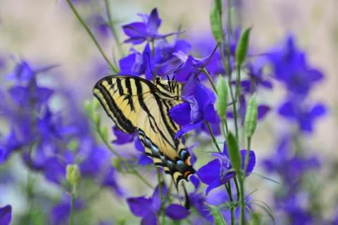 Swallowtail Butterfly Stock Photos