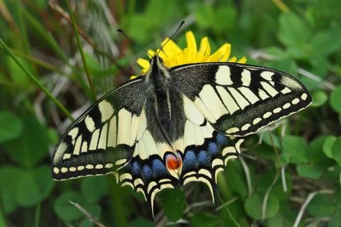 Swallowtail butterfly Stock Photos