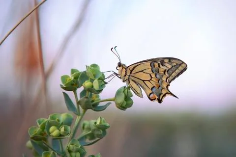 Swallowtail butterfly Stock Photos