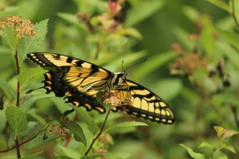 Swallowtail Butterfly Stock Photos