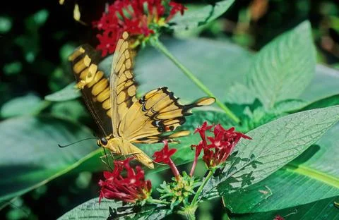 Swallowtail butterfly Stock Photos