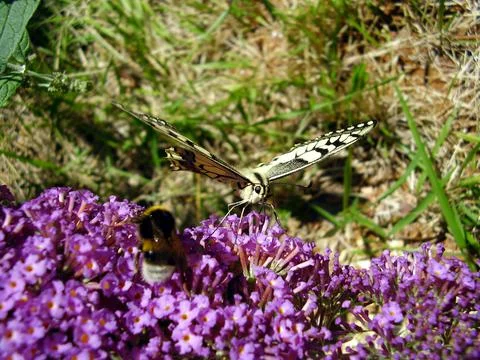 Swallowtail Butterfly Stock Photos