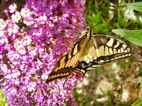 Swallowtail Butterfly Stock Photos