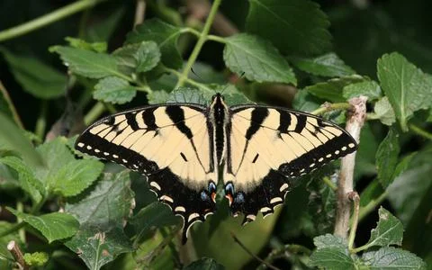 Swallowtail Butterfly Stock Photos