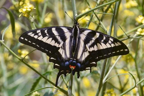 Swallowtail Butterfly Foto stock