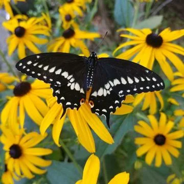 Swallowtail Butterfly 스톡 사진