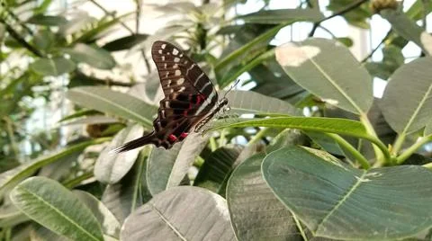 Swallowtail Butterfly Stock Photos
