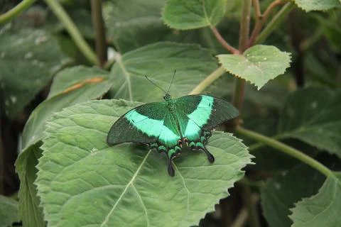 Swallowtail Butterfly. Stock Photos