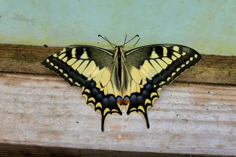 Swallowtail Butterfly. Foto stock