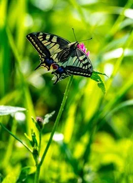 Swallowtail butterfly Stock Photos