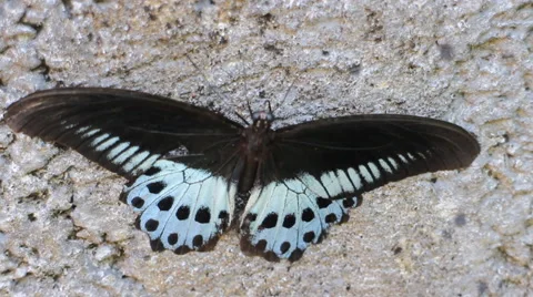 Swallowtail butterfly Polymnestor in January. India. the state of Kerala Stock Footage