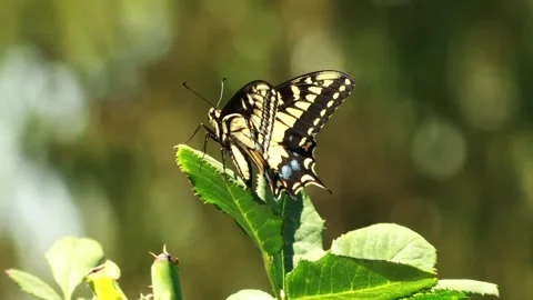 Swallowtail butterfly resting on a leaf Stock-Footage 320063417